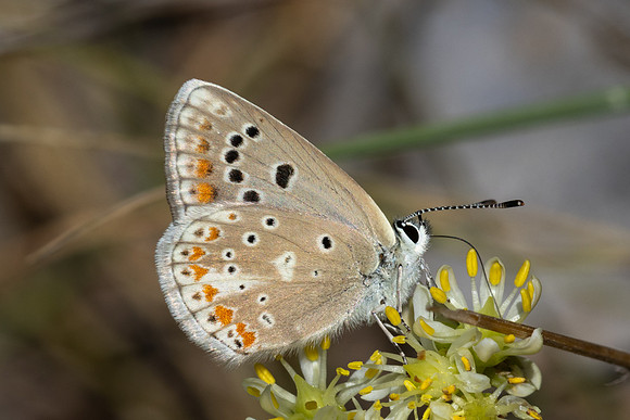 Polyommatus dorylas-1113