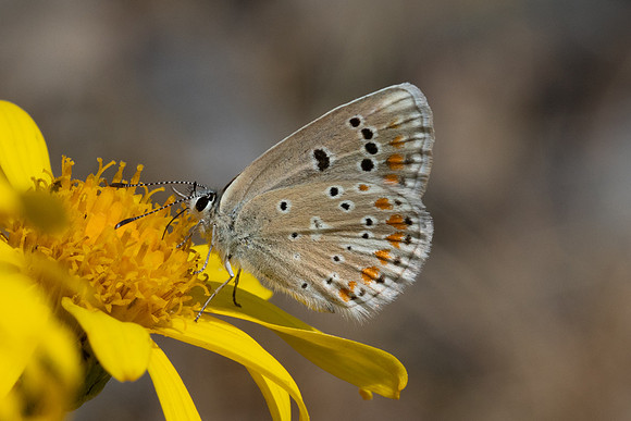 Polyommatus dorylas-3893