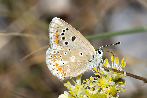 Polyommatus dorylas-1117