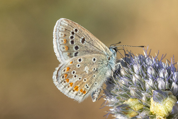 Polyommatus dorylas-4142