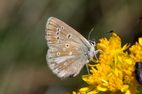 Aricia nicias-5092 - Porté-Puymorens - 1/08/26