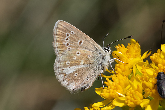Aricia nicias-5092 - Porté-Puymorens - 1/08/26