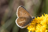 Aricia nicias-5115 - Porté-Puymorens - 1/08/26