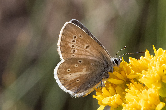 Aricia nicias-5115 - Porté-Puymorens - 1/08/26