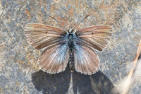 Aricia nicias-5165 - Porté-Puymorens - 1/08/26