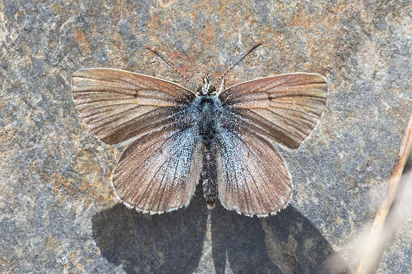 Aricia nicias-5165 - Porté-Puymorens - 1/08/26