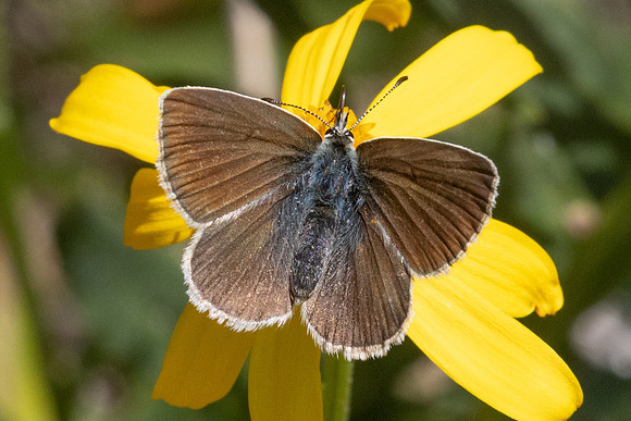 Aricia nicias-3169 - Porté-Puymorens - 27/07/26