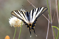 Iphiclides feisthamelii-5866 - Salvezines - 3/08/26