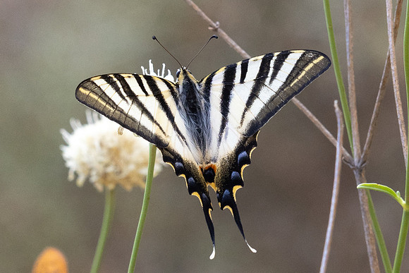 Iphiclides feisthamelii-5866 - Salvezines - 3/08/26