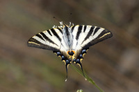 Iphiclides feisthamelii-5859 - Salvezines - 3/08/26