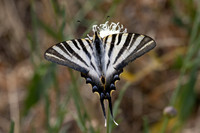 Iphiclides feisthamelii-6091- Salvezines - 3/08/26