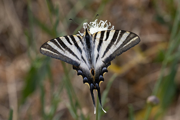 Iphiclides feisthamelii-6091- Salvezines - 3/08/26