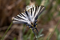 Iphiclides feisthamelii-6093 - Salvezines - 3/08/26