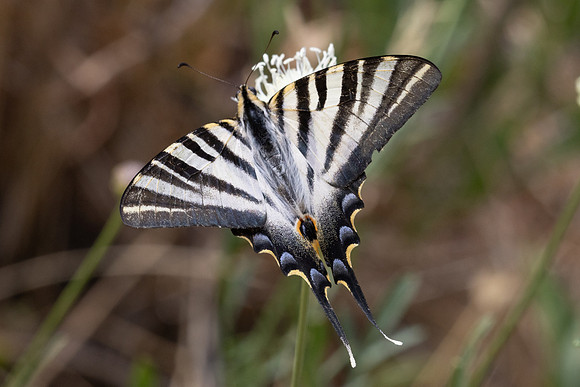 Iphiclides feisthamelii-6093 - Salvezines - 3/08/26