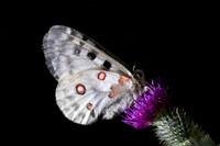Parnassius apollo-1527