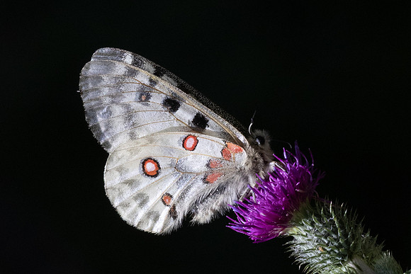Parnassius apollo-1527