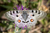 Parnassius apollo-1975  - Porté-Puymorens - 28/07/26