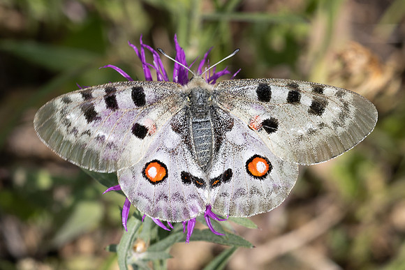 Parnassius apollo-1975  - Porté-Puymorens - 28/07/26