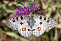 Parnassius apollo-1982 - Porté-Puymorens - 28/07/26