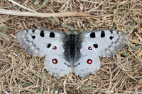 Parnassius apollo-4387 - Eyne - 30/07/26