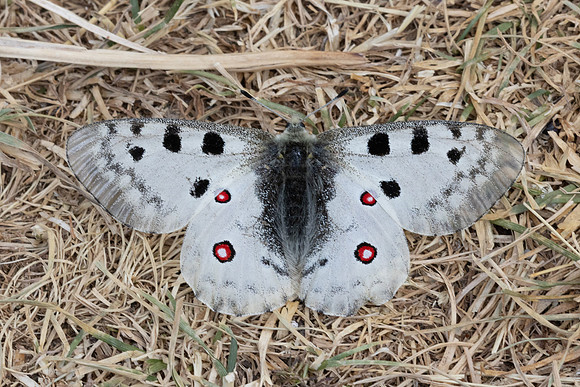 Parnassius apollo-4387 - Eyne - 30/07/26