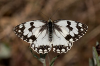 Melanargia lachesis-1818 - Porta - 26/07/26