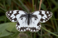 Melanargia lachesis-0719 - Llo - 25/07/26