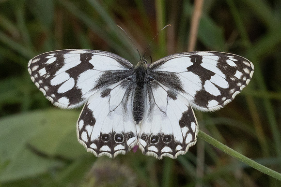 Melanargia lachesis-0719 - Llo - 25/07/26