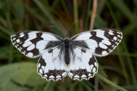 Melanargia lachesis-0718 - Llo - 25/07/26