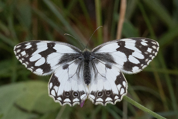Melanargia lachesis-0718 - Llo - 25/07/26