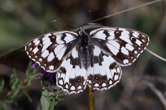 Melanargia russiae-1803 - Porta - 26/07/26