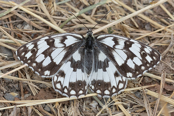 Melanargia russiae-1800 - Porta - 26/07/26