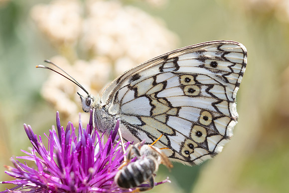Melanargia russiae-1963 - Porté-Puymorens - 26/07/26