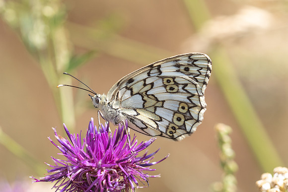Melanargia russiae-1967- Porté-Puymorens - 26/07/26
