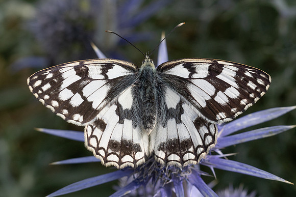Melanargia russiae-4510- Eyne - 30/07/26