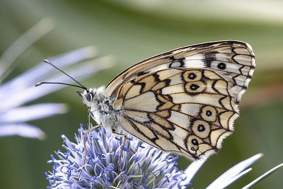 Melanargia russiae-4508 - Eyne - 30/07/26