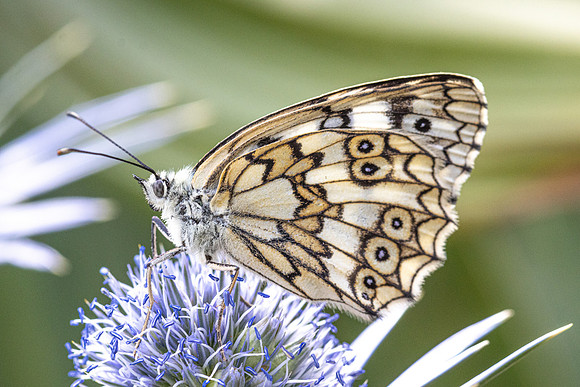 Melanargia russiae-4506- Eyne - 30/07/26