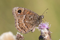Satyrus actaea-0945