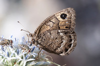 Satyrus actaea-1005 - Llo - 25/07/26