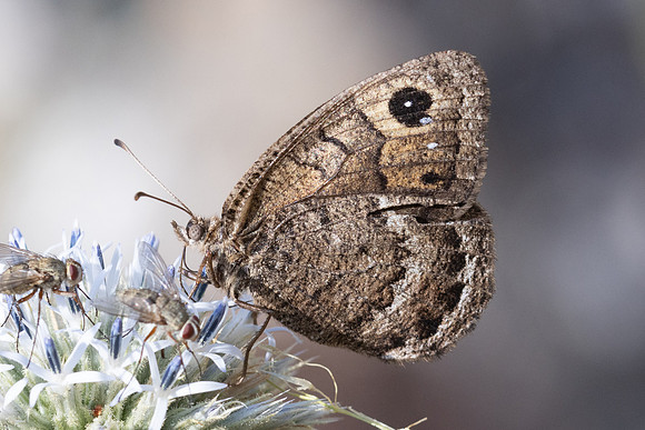 Satyrus actaea-1005 - Llo - 25/07/26