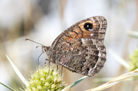 Satyrus actaea-1415 - Llo - 25/07/26