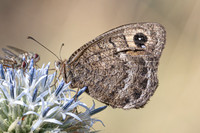 Satyrus actaea-1001- Llo - 25/07/26