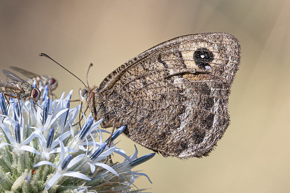 Satyrus actaea-1001- Llo - 25/07/26