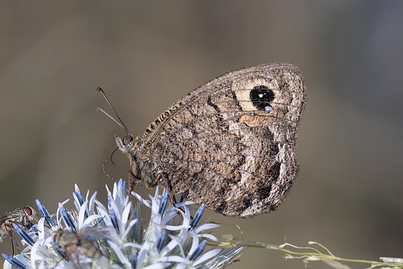 Satyrus actaea-0997 - Llo - 25/07/26