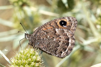 Satyrus actaea-1420 - Llo - 25/07/26