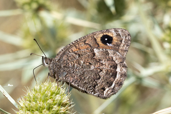 Satyrus actaea-1420 - Llo - 25/07/26