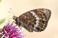 Satyrus actaea ♂-4424 - Eyne - 30/07/26