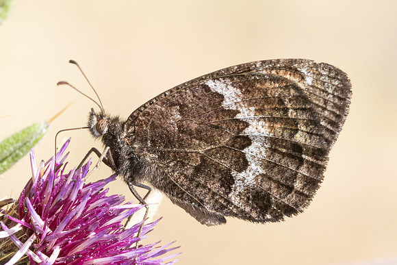 Satyrus actaea ♂-4424 - Eyne - 30/07/26