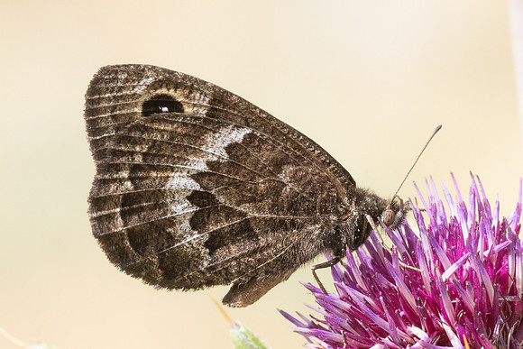 Satyrus actaea ♂-4430 - Eyne - 30/07/26