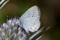 Cupido alcetas - Provençal Short-tailed Blue - Azuré de la faucille